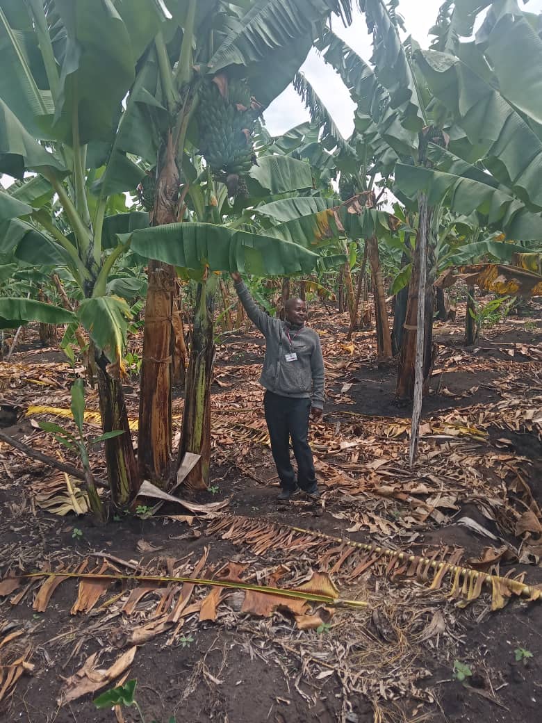 dynapharmugand1's tweet photo. TESTIMONIES: The power of DI Grow reflecting in Kasonganyanja, Bunyangabo district.
📌The farmer testifies that despite the scorching hot weather, the banana plantation remained perfectly green and healthy.
#zerohunger #DIGrow #Increaseproductivity #Farmers #agriculture https://t.co/3C8BrffJIW