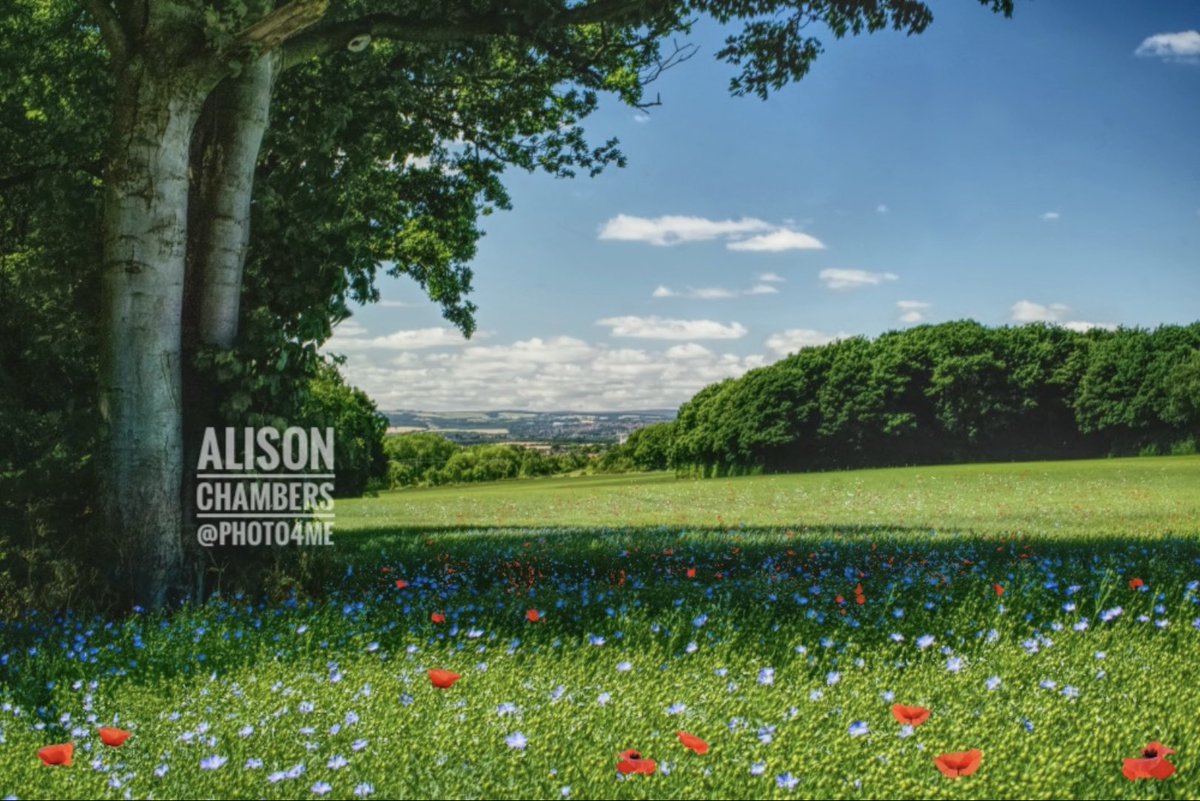 AlisonC24426188's tweet photo. Wildflowers and Summer skies©️Alison Chambers 2022. https://t.co/AkMA66LZ8g & https://t.co/4HT6VzZKkl & https://t.co/KdKjLoxndU - name not on artwork #hickleton #barnsley #doncaster #wildflowermeadow #southyorkshire #wallartforsale #framedprints 10% off at Photo4Me. https://t.co/LCZ32epF23