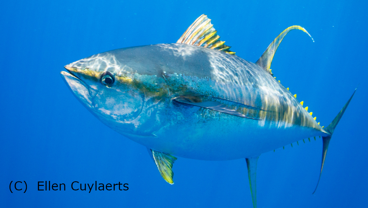 whalesorg_de's tweet photo. Eine Erhöhung der sogenannten Toleranzmarge könnte bereits #überfischte 🐟-Populationen und die #Ernährungssicherheit von Millionen Menschen bedrohen. Fordert die #EU auf, #Überfischung durch europäische #Flotten zu verhindern.👇
https://t.co/8jLXjqS4sy #JederFischZählt @EJF_de https://t.co/Ad2atsF5p5