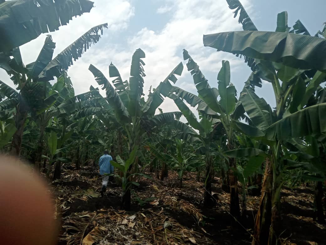 dynapharmugand1's tweet photo. Plantation using DI Grow Vs. Without DI Grow in the same area
📌Order Now for the best organic foliar fertiliser from all our branches around Uganda....
📌DM or call ☎️0393224945 / 0312372331 for deliveries.
#Dynapharm #DIGrow #Increaseproductivity #organicfarming #agriculture https://t.co/IvroNqYKww