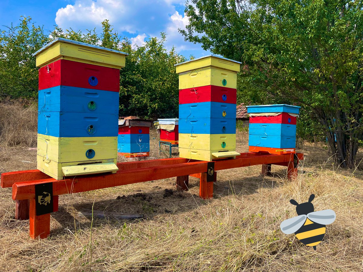 BeezHive 🐝🍯 tweet media