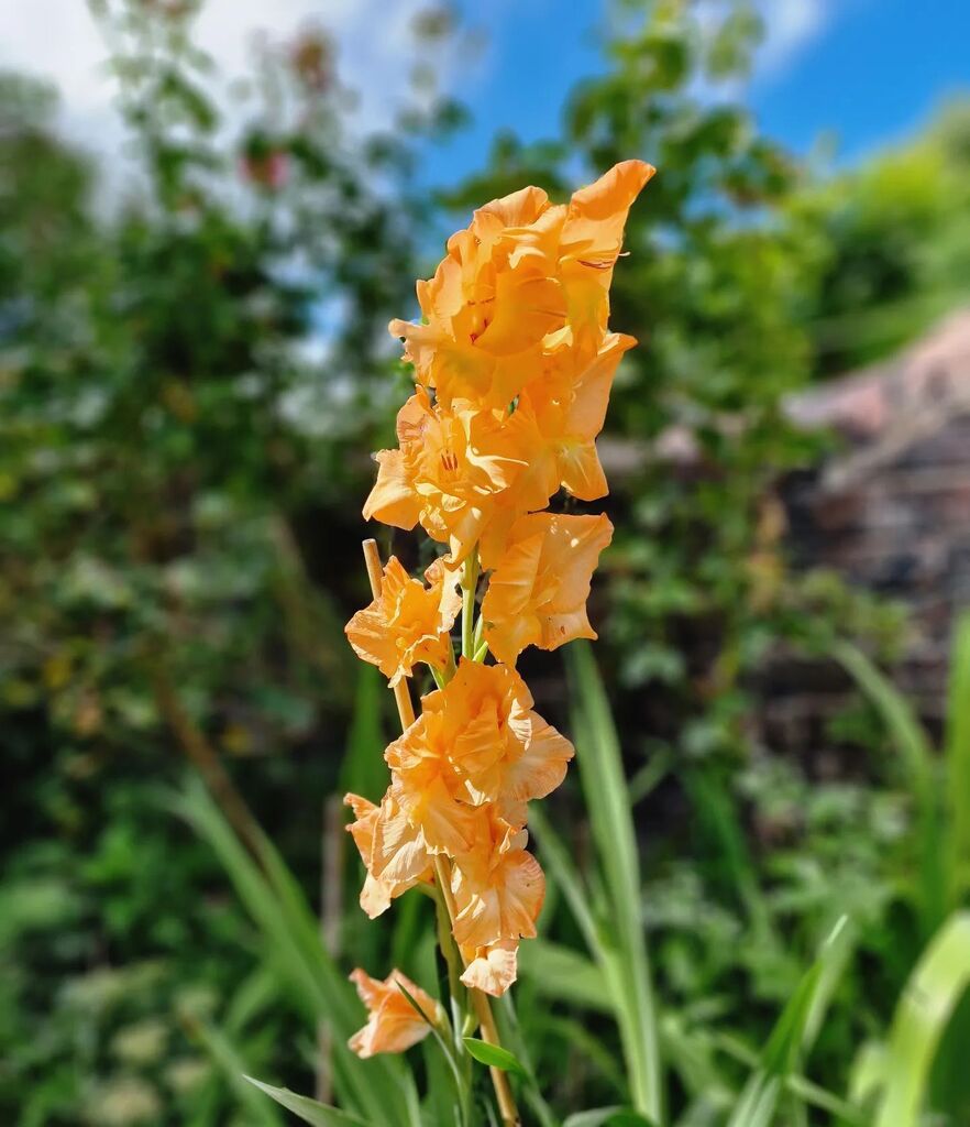 My nannans favourite flowers were gladioli. I bought her a bunch every time I saw them. (Well, usually 2 bunches. Her vases we're big.) A few years ago I planted a packet of glads in my garden so I could take her a bunch I'd grown - but I think I only … instagr.am/p/Cg1A-4hg-op/