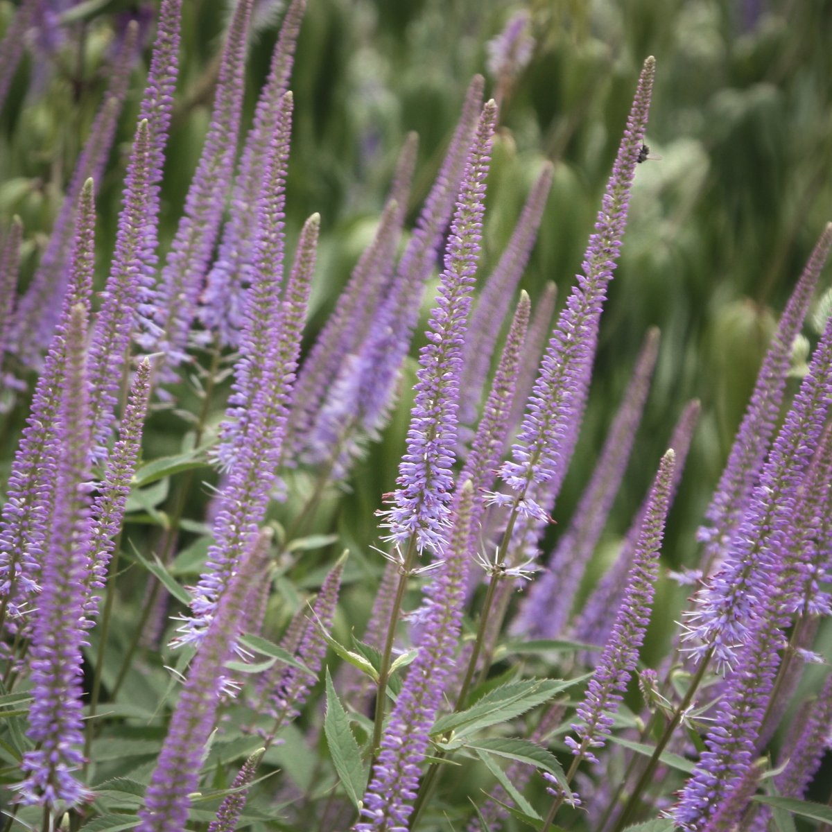 Veronicastrum virginicum 'Fascination' is one of our favourite plants for this time of year. It has delicate, bluey-mauve flowers on self-supporting spires that will bring vertical interest to your garden. Discover more at crocus.co.uk/august-choice/ #mycrocus #gardenideas