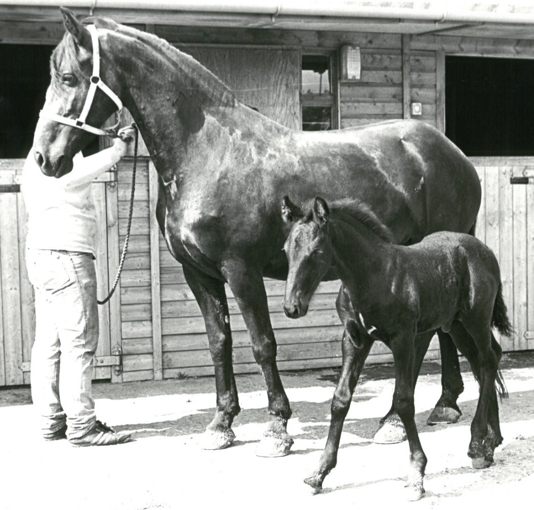 TCribb_sons's tweet photo. Our passion for #horses stems back over one hundred years.

Here you can see Dutchess, the only horse we have ever bred, and her foal Baron - who later ended up working for Harrods!

Our horses continue to be an important part of the T. Cribb And Sons family.

#TCribbAndSons https://t.co/Gm0rK46MFH