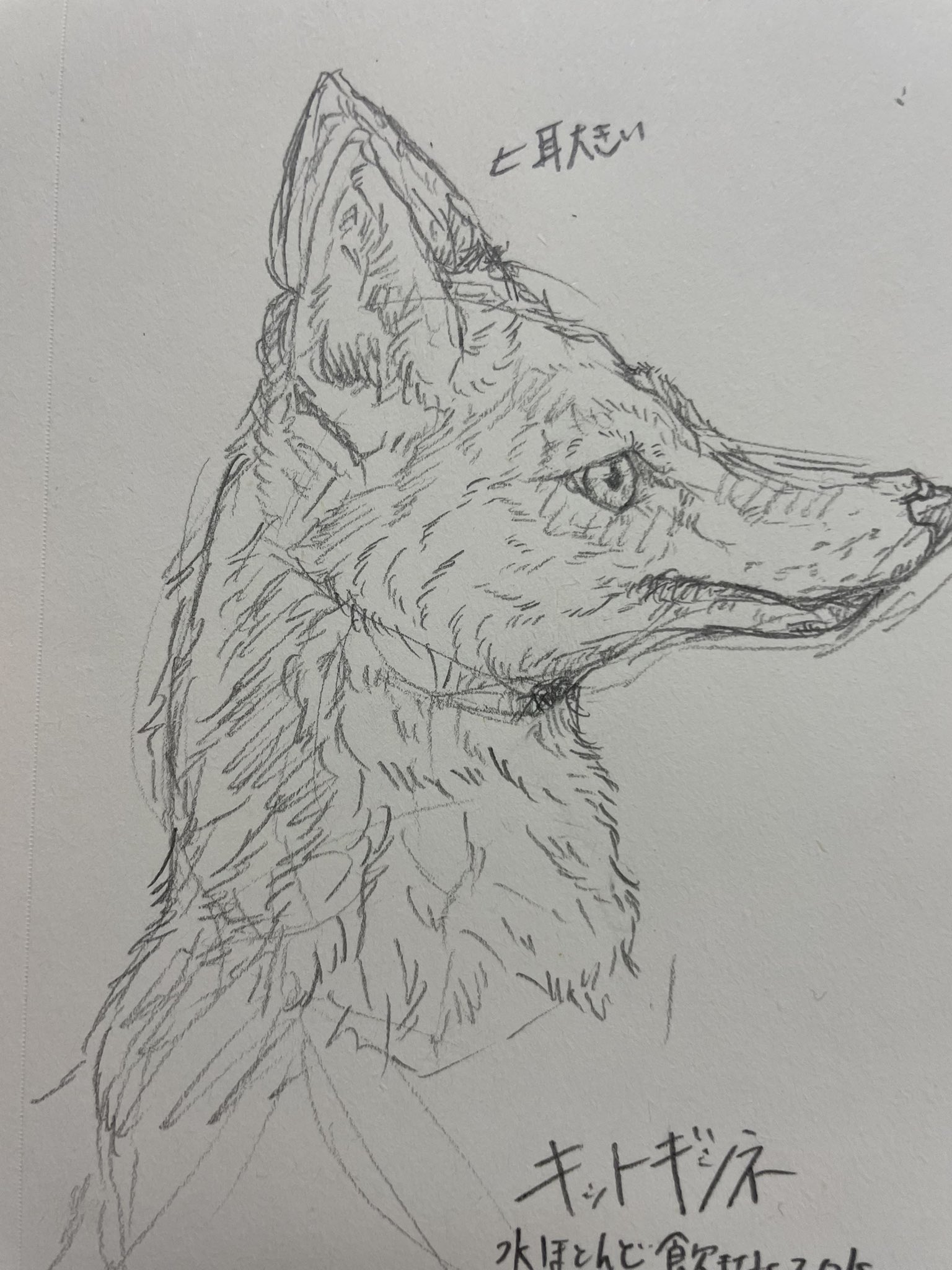 おおかみさん Ookamishop Wolf Twitter