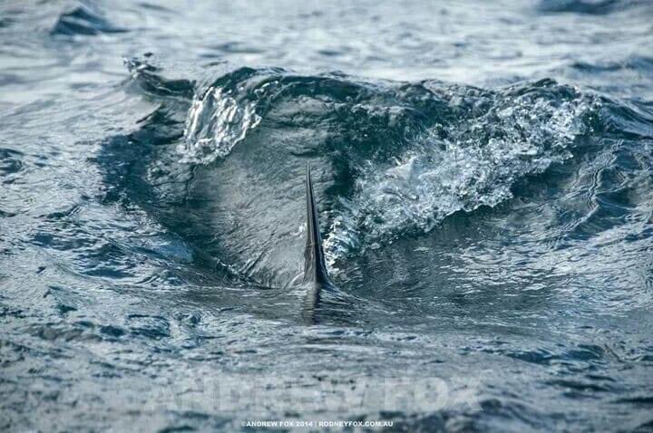 thedailyjaws's tweet photo. What’s the first thing you think of when you see this picture? #jaws #sharks #movies #SharkWeek https://t.co/4IwWpdRuz1