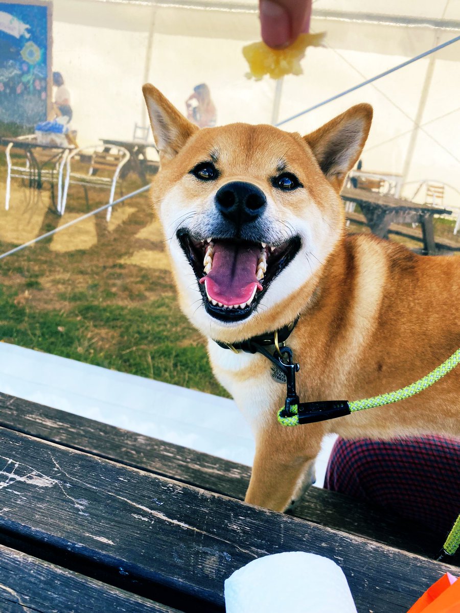 Amy_Hupe's tweet photo. More Koji content because he is surely the timeline cleanse we all need right now. 

We asked him to say cheese and he countered that he would only do so if provided with cheese. Koji asks, Koji gets.

CC: @annastudman https://t.co/z3uagApF98