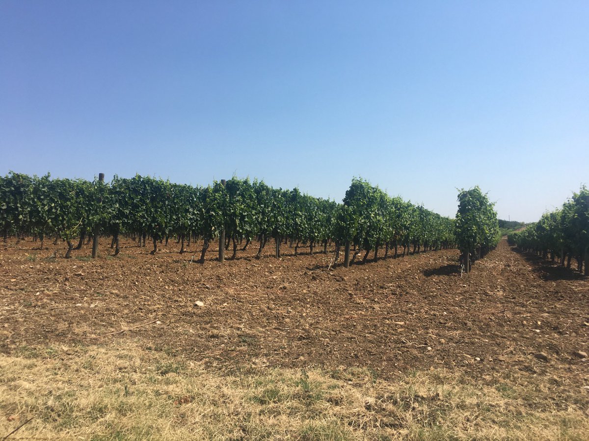 Prof. Domenico Chiarella tweet media