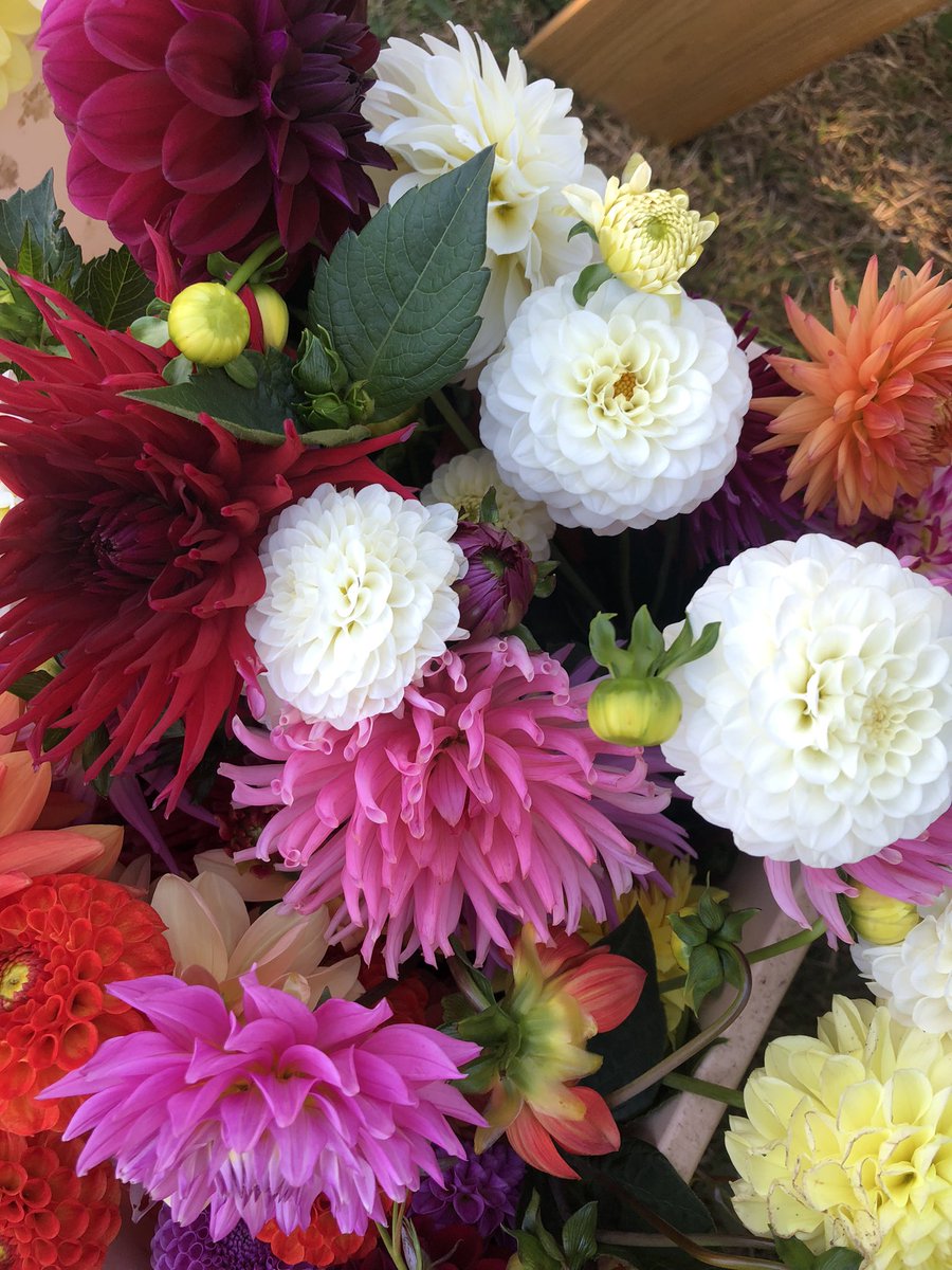 HappyBotanical's tweet photo. Just because 😊 #dahlia #dahliagarden #nationaldahliacollection #cutflower #flowerpower https://t.co/4zjZ2UVfqc