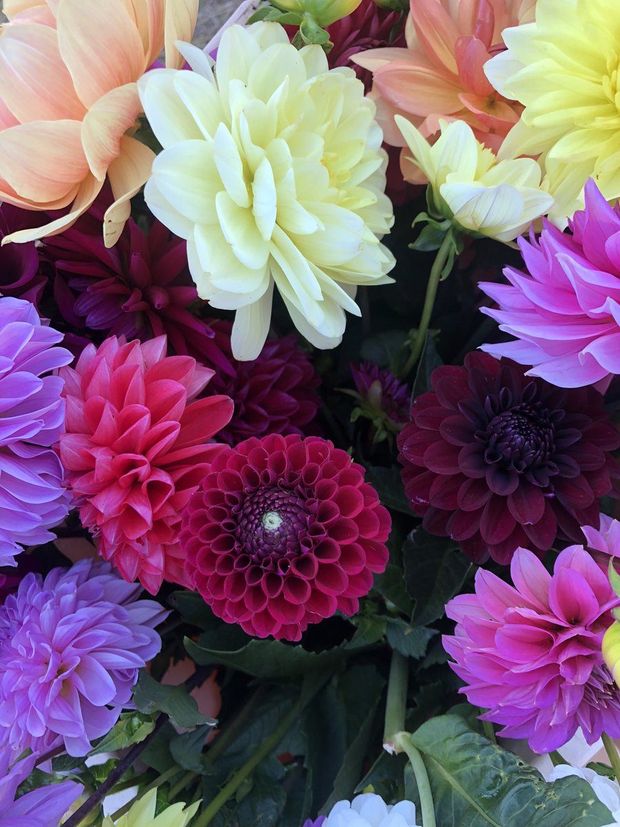 HappyBotanical's tweet photo. Just because 😊 #dahlia #dahliagarden #nationaldahliacollection #cutflower #flowerpower https://t.co/4zjZ2UVfqc