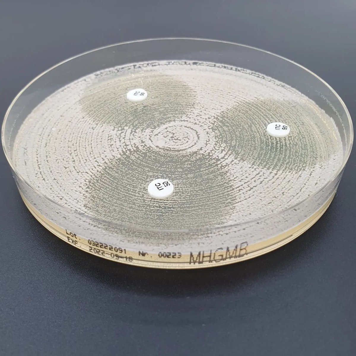 liofilchem's tweet photo. #AFST
Use the the appropriate culture media:
- RPMI ref. 11509 for MTS™ (MIC Test STrip)
- Mueller Hinton Agar + 2% Glucose + Methylene Blue ref. 11510 for the discs.
Learn more at: https://t.co/7x4EDyOTMa
#microbiology #antifungal #antimycotic #antimicrobialstewardship #amr https://t.co/Zppw8zlswm