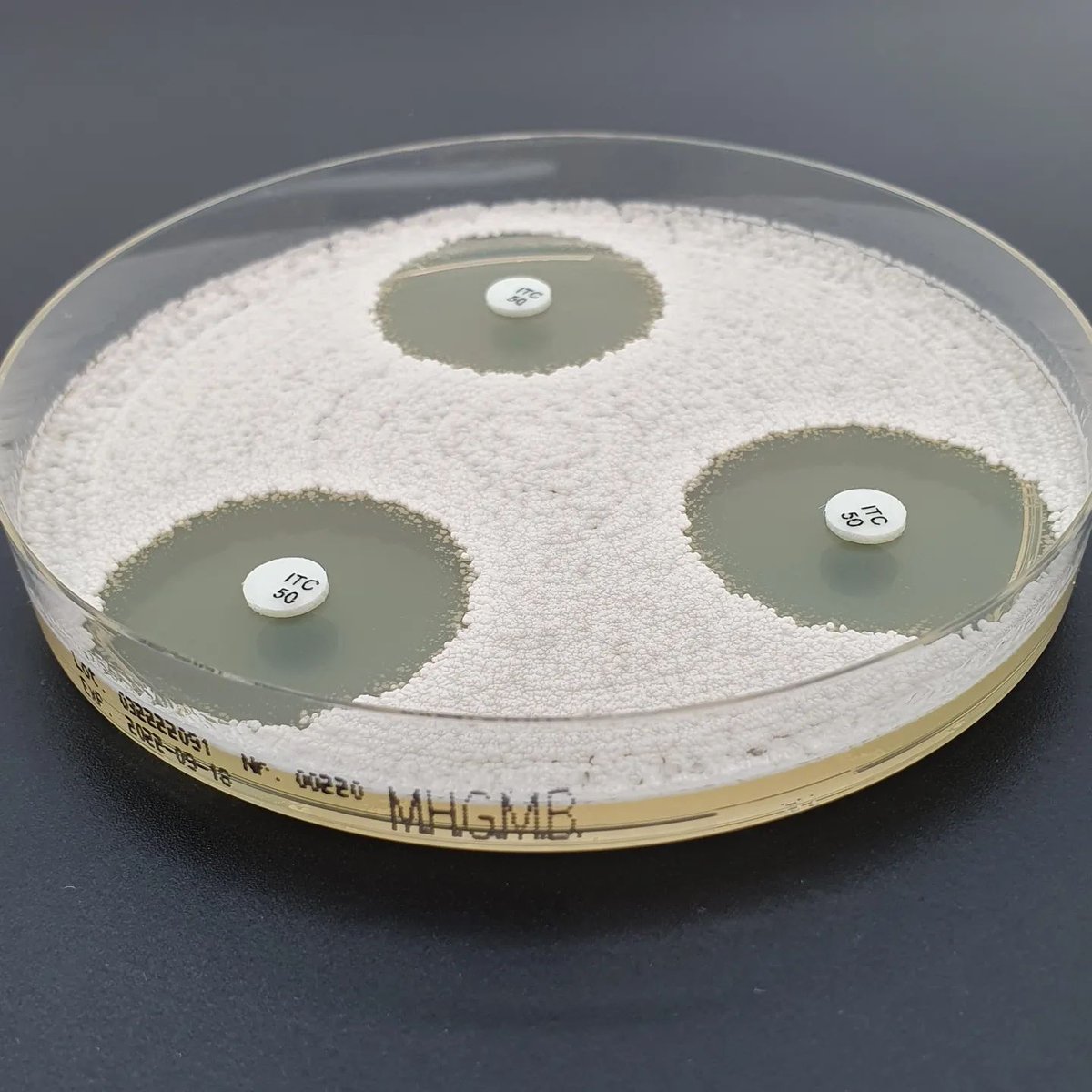 liofilchem's tweet photo. #AFST
Use the the appropriate culture media:
- RPMI ref. 11509 for MTS™ (MIC Test STrip)
- Mueller Hinton Agar + 2% Glucose + Methylene Blue ref. 11510 for the discs.
Learn more at: https://t.co/7x4EDyOTMa
#microbiology #antifungal #antimycotic #antimicrobialstewardship #amr https://t.co/Zppw8zlswm