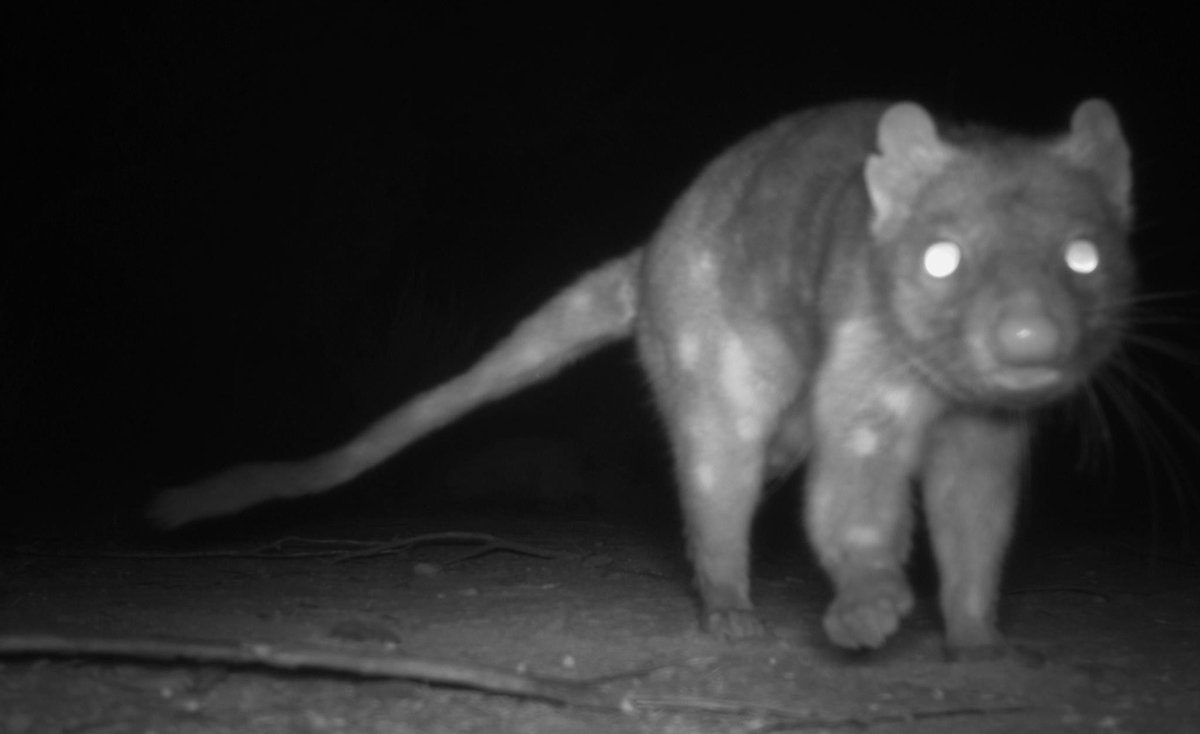 DingoResearch's tweet photo. @Amy_Edwards89 from @nswenviromedia and @UniNewEngland found this #quoll in the NSW central mallee.
It’s one of very few quolls recorded in NSW’s central-west in the past 20 years. NPWS initiatives, like increased feral animal control and new fenced areas, are key to conservation https://t.co/Q3oj1gC9In