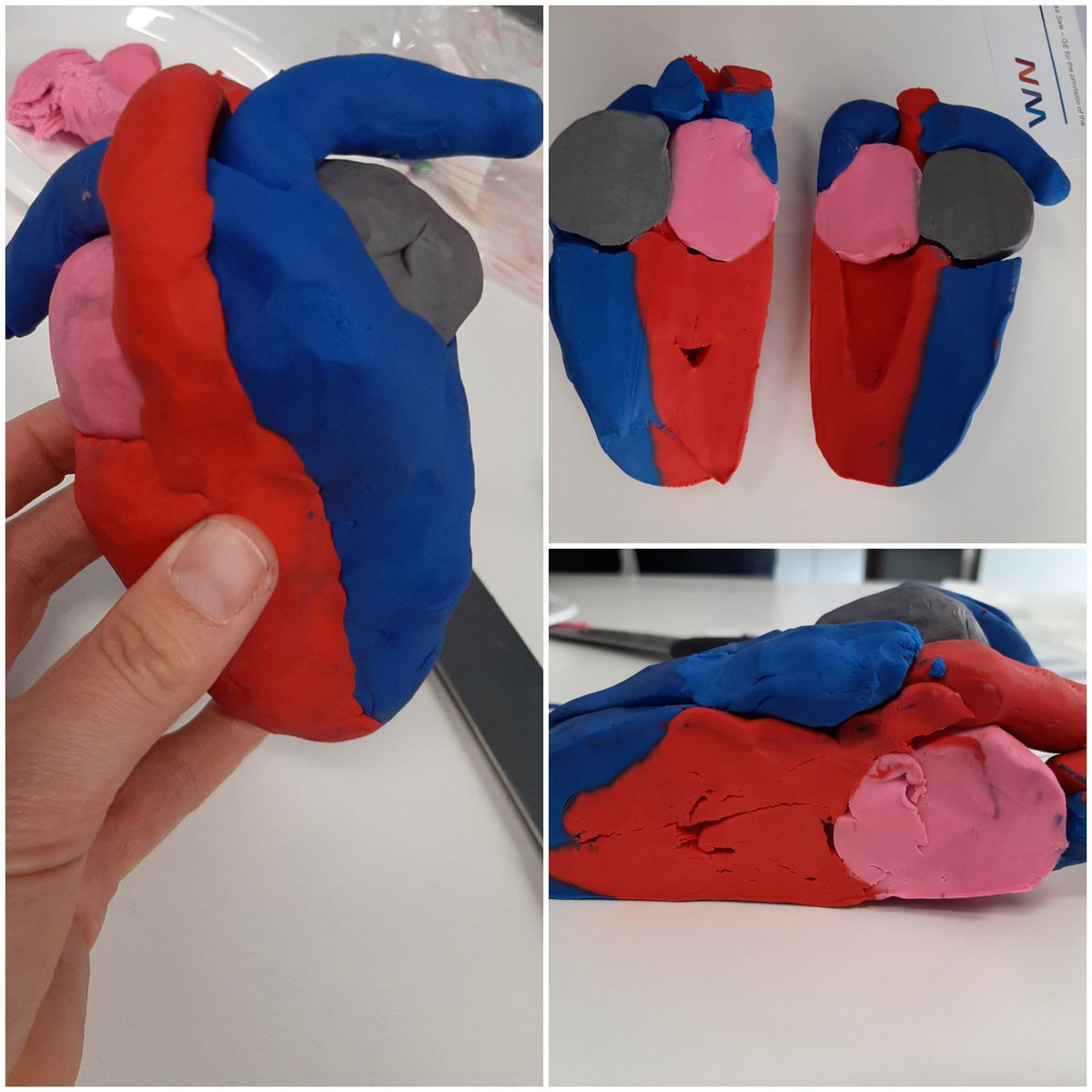 This was the best introduction to cardiac ultrasound ever! Building a claymodel yourself and then slicing it in your standard views. #pocus #seh