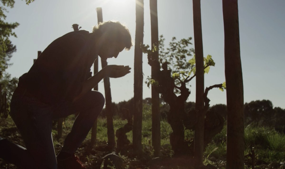 RaventosiBlanc's tweet image. [SOILS🐚]

&quot;When you connect to the geological history of these plots, it all helps you to interpret the whys.&quot; #PepeRaventós

Our soils are basically clay on limestone bedrock with a large amount of #marinefossils which provide us with an excellent water reserve for the #vine🌱