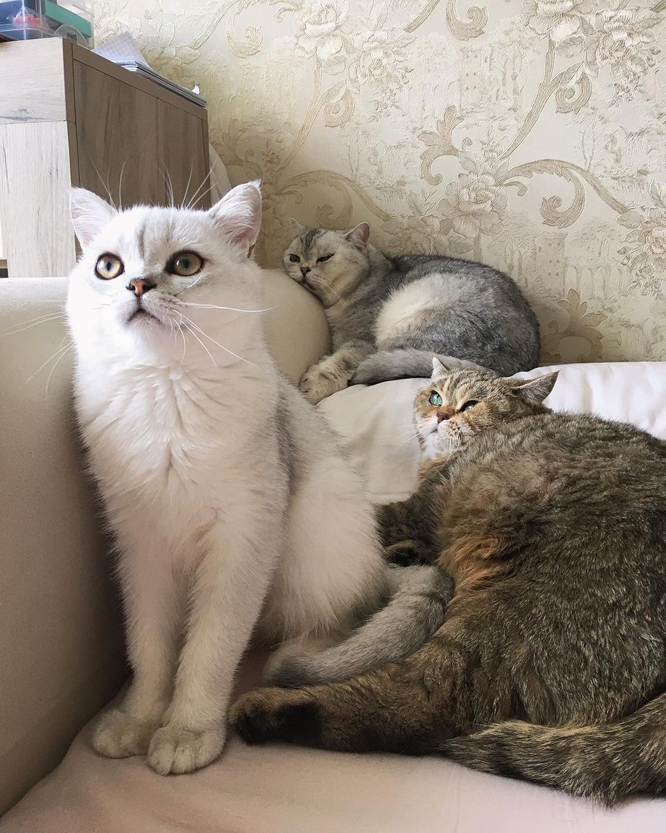 purrtacular's tweet photo. Mum we are tired but where is the food? ๐ด๐ธ๐พ
cr: the_hilkam
#cat #Cats #cute #Sleepingcats #nappingcats #Purrtacular https://t.co/uR1qgA5ECS