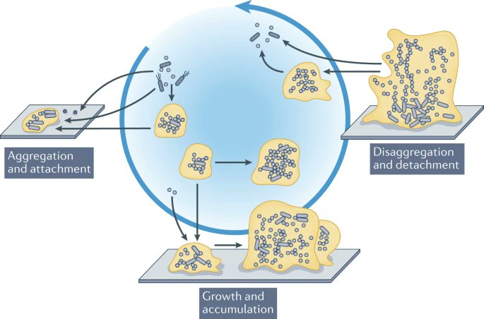 Akos T. Kovacs (@evolvedbiofilm) on Twitter photo The biofilm life cycle: expanding the conceptual model of biofilm formation
<a href="/NatureRevMicro/">Nature Reviews Microbiology</a> by @KarinSauer7 @PaulStoodley1, Darla Goeres, Luanne Hall-Stoodley, <a href="/metteburmolle/">Mette Burmølle</a>, Phil Stewart & <a href="/TBjarnsholt/">Thomas Bjarnsholt</a>
nature.com/articles/s4157… The biofilm life cycle: expanding the conceptual model of biofilm formation
<a href="/NatureRevMicro/">Nature Reviews Microbiology</a> by @KarinSauer7 @PaulStoodley1, Darla Goeres, Luanne Hall-Stoodley, <a href="/metteburmolle/">Mette Burmølle</a>, Phil Stewart & <a href="/TBjarnsholt/">Thomas Bjarnsholt</a>
nature.com/articles/s4157…