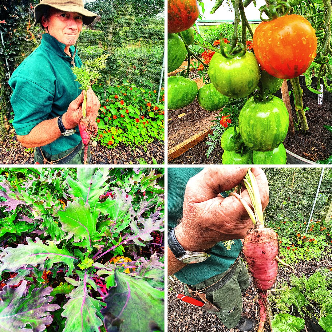 goldstonehall's tweet image. Our first produce from @HeritageSeedsUK 💚

🥕 Carrot John’s Purple - crisp and flavoursome

🌱 Kale Uncle Burt’s Purple - large and prolific 

🍅 Tomato Darby - striped yellow/red, a juicy and classic fruit producing heavy trusses

#PlottoPlate