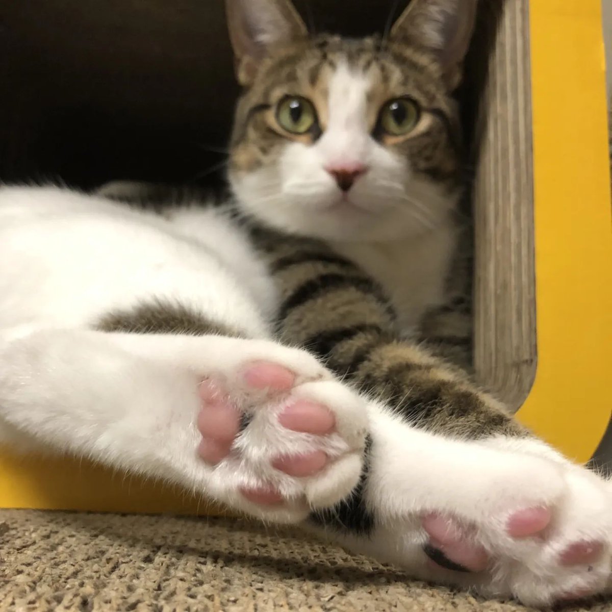 purrtacular's tweet photo. Pink Cutie Paw 😻
cr: chestnut_black_sesame
#cat #cats #cute #pinkpaws #paws #Purrtacular https://t.co/QtdJjmaRiP