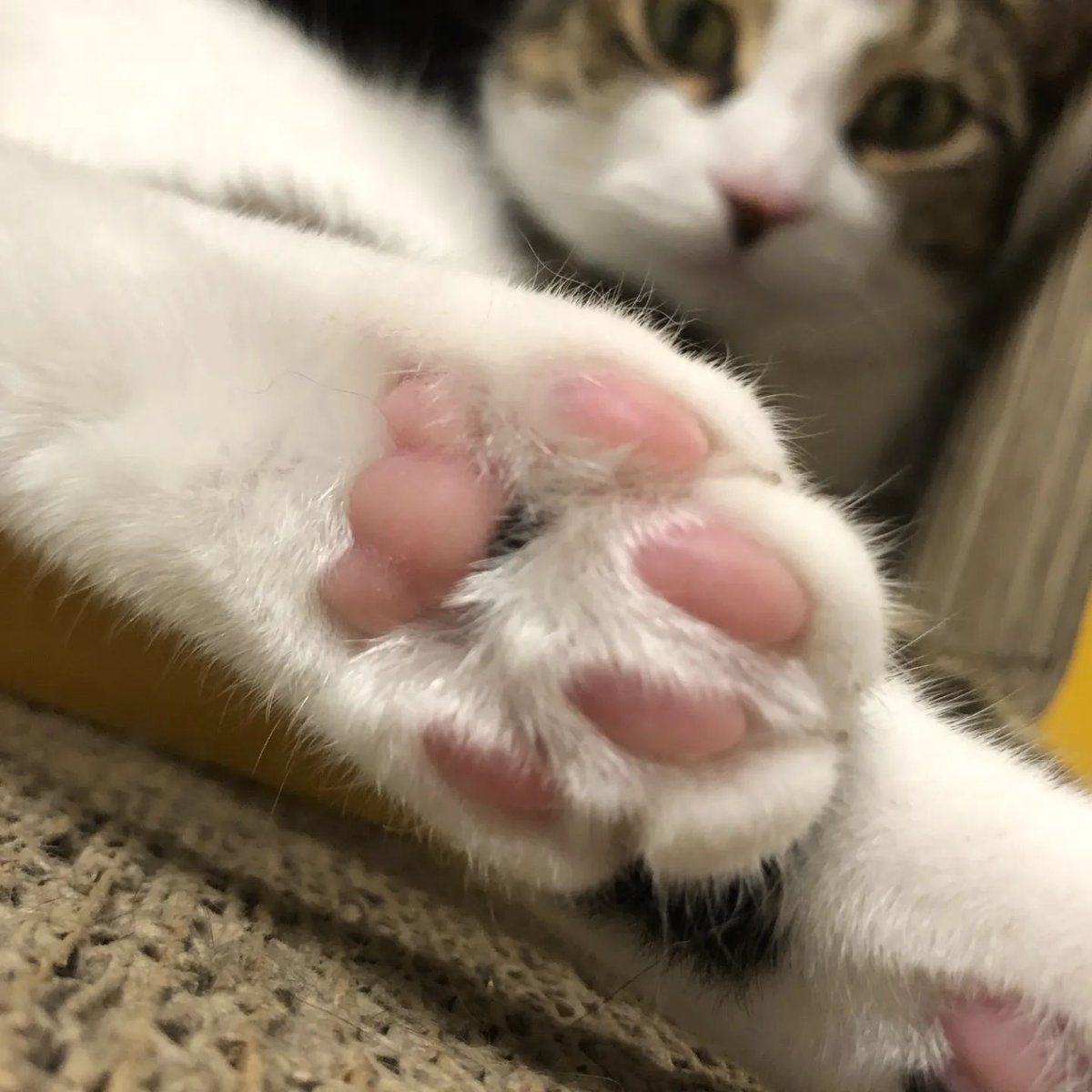 purrtacular's tweet photo. Pink Cutie Paw 😻
cr: chestnut_black_sesame
#cat #cats #cute #pinkpaws #paws #Purrtacular https://t.co/QtdJjmaRiP