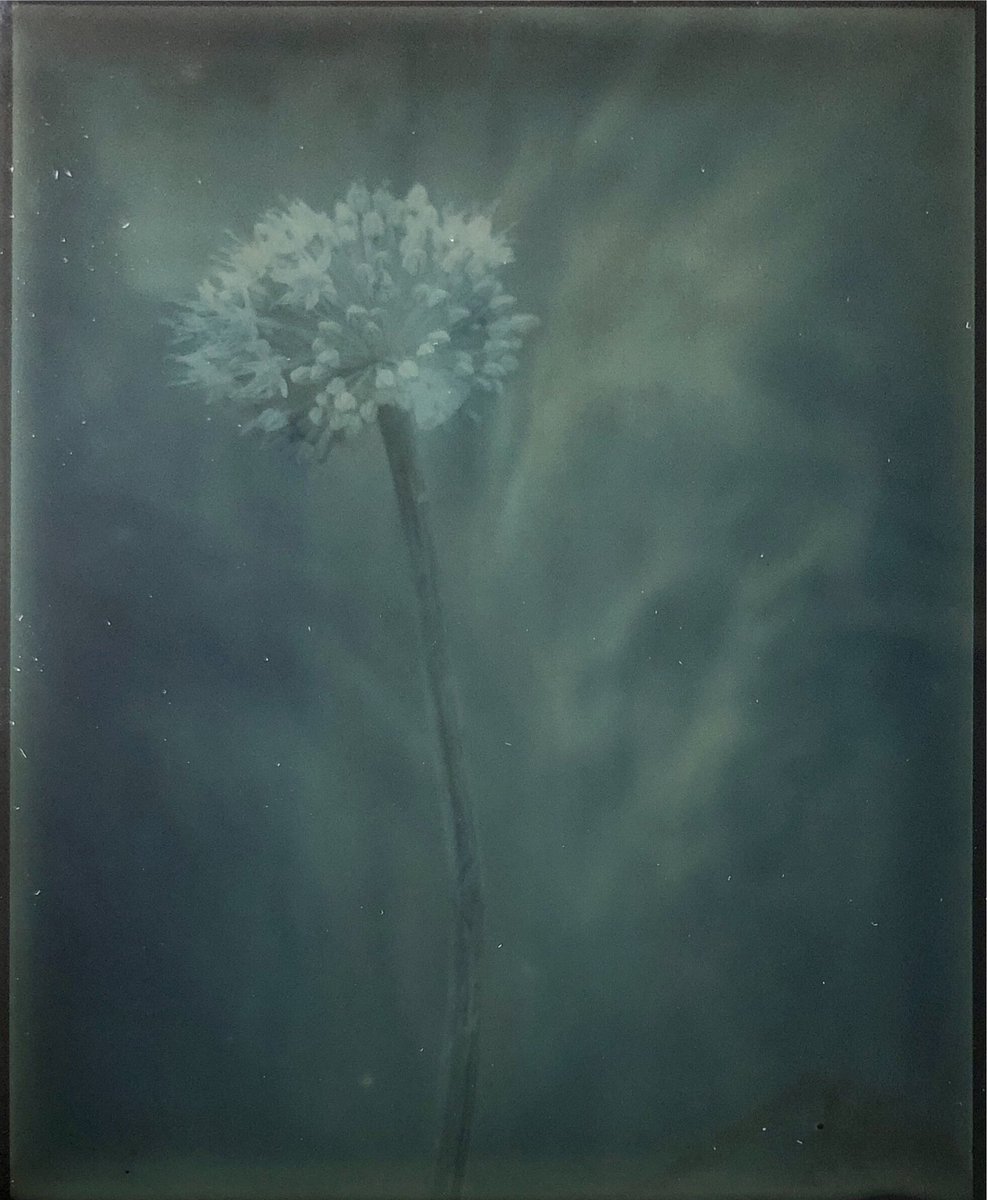 MartinNienberg's tweet photo. Did a new dry plate ambrotype and I find the colors amazing for a black and white emulsion.
#believeinfilm
#dryplate
#ambrotype https://t.co/20plM7XQK8