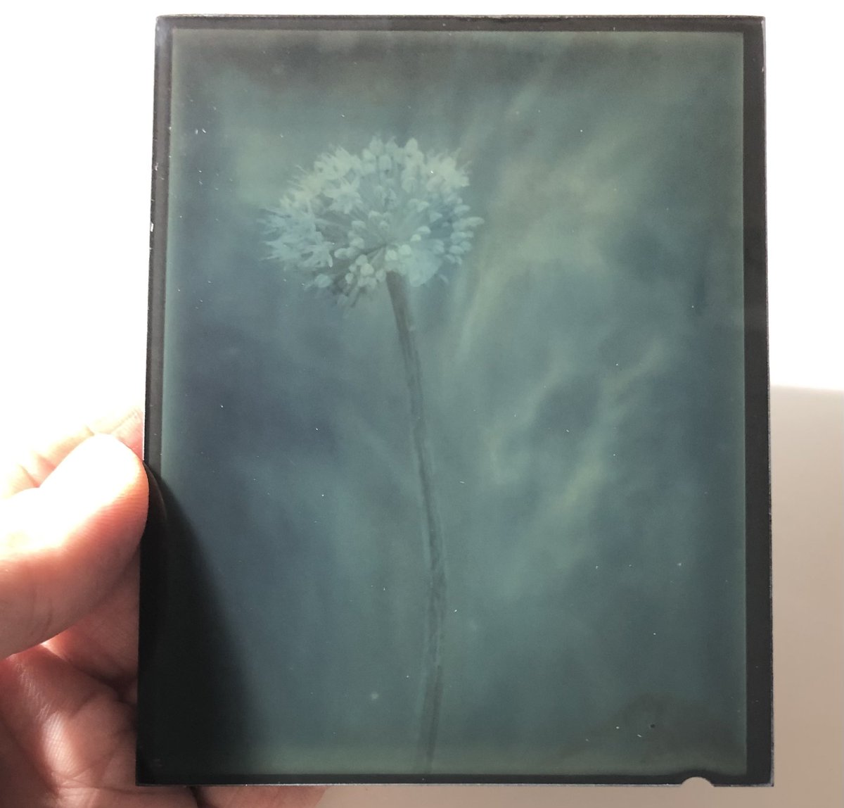 MartinNienberg's tweet photo. Did a new dry plate ambrotype and I find the colors amazing for a black and white emulsion.
#believeinfilm
#dryplate
#ambrotype https://t.co/20plM7XQK8