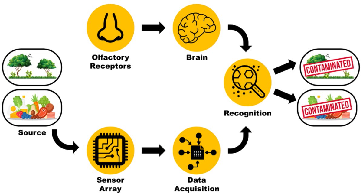 Sensors_MDPI's tweet image. #highlycitedpaper
An Outlook of Recent Advances in Chemiresistive Sensor-Based Electronic Nose Systems for Food Quality and Environmental Monitoring
mdpi.com/1424-8220/21/7…
#electronicnose #sensorarray