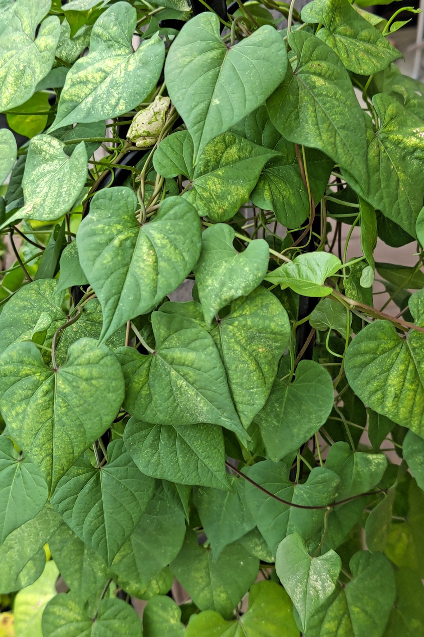 ワニ君 擬態しても丸見え 雨が降ってきたら 葉っぱの下に雨宿り カエルの苦手な方 スイマセン T Co X3y2khkqgm Twitter