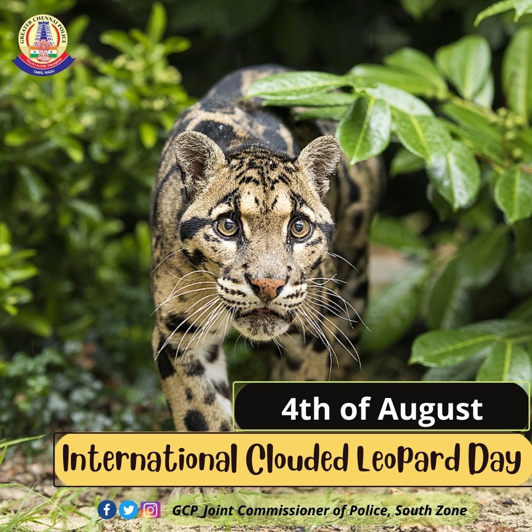 GCPjcopsouth's tweet photo. International Clouded Leopard Day on behalf of Joint Commissioner of Police, South Zone, Grater Chennai Police!
Facebook Link: https://t.co/IiEu5XeVNz
#SaveTheWilds #day #p #Leopards #savetheleopard #leopardDay #wildlife #Police
@tnpoliceoffl @chennaipolice_ @DCP_Adyar @dcptnagar https://t.co/ynJxTIv8G5