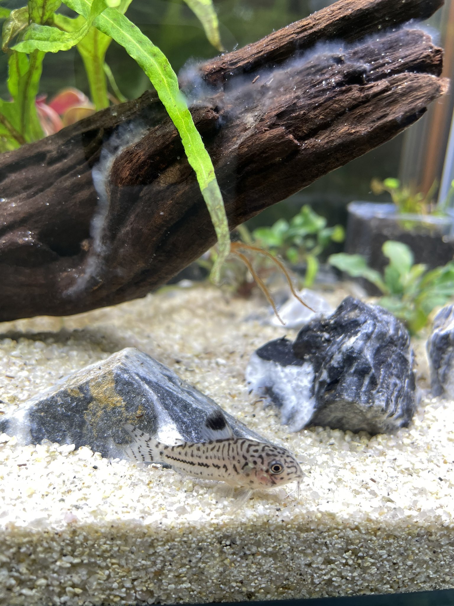 緋色aqua 初心者の水草水槽チャレンジ コリちゃんかわe ところで流木の白いのは一体 歯ブラシで落として吸い取るか T Co Bzvpgvjesu Twitter 緋色aqua 初心者の水草水槽チャレンジ コリちゃんかわe ところで流木の白いのは一体 歯ブラシで落として吸い取るか T Co Bzvpgvjesu Twitter