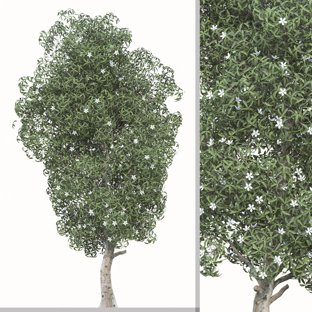 moonikoffice's tweet photo. Set of Manglietia Fordiana Tree ( Manglietia yuyuanensis ) (2 Trees) ( 3Ds MAX - Blender - Cinema4D - FBX - OBJ )
Evergreen trees, up to 20 m. high. Young twigs and buds reddish brown pubescent. Leaves alternate, leathery, narrowly elliptic-obovate.#3dtree
https://t.co/6KNVvuaiu7 https://t.co/tIL5h3dJns