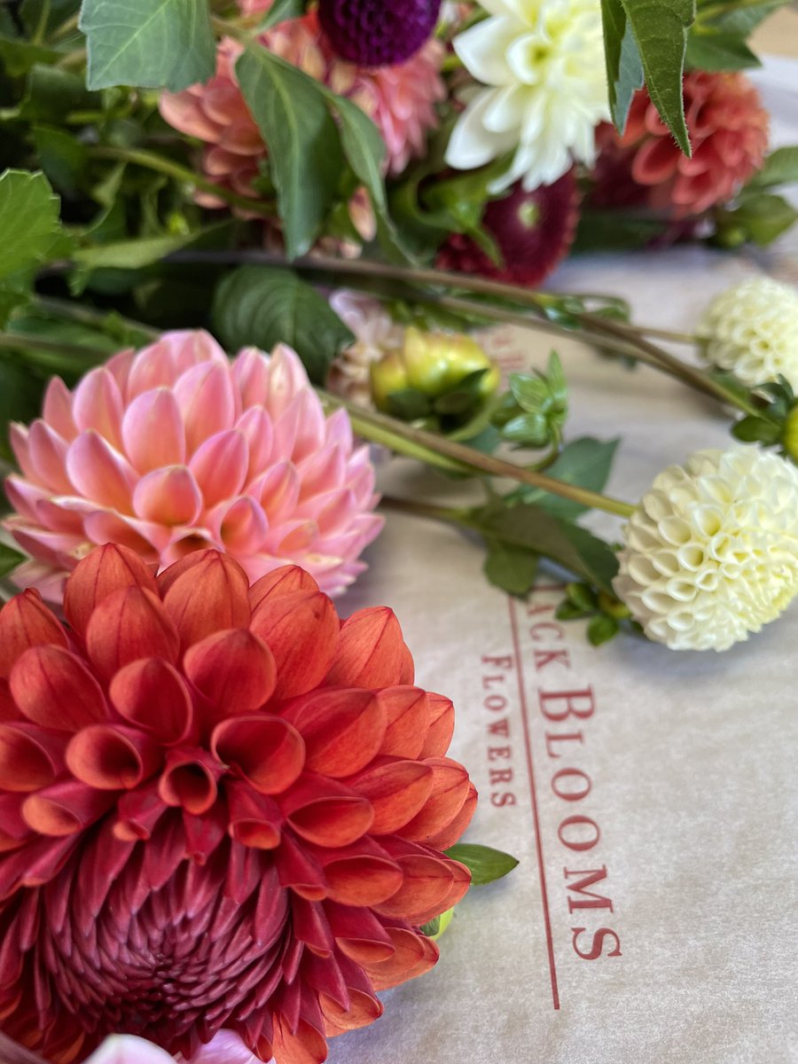 Jack Blooms tweet media