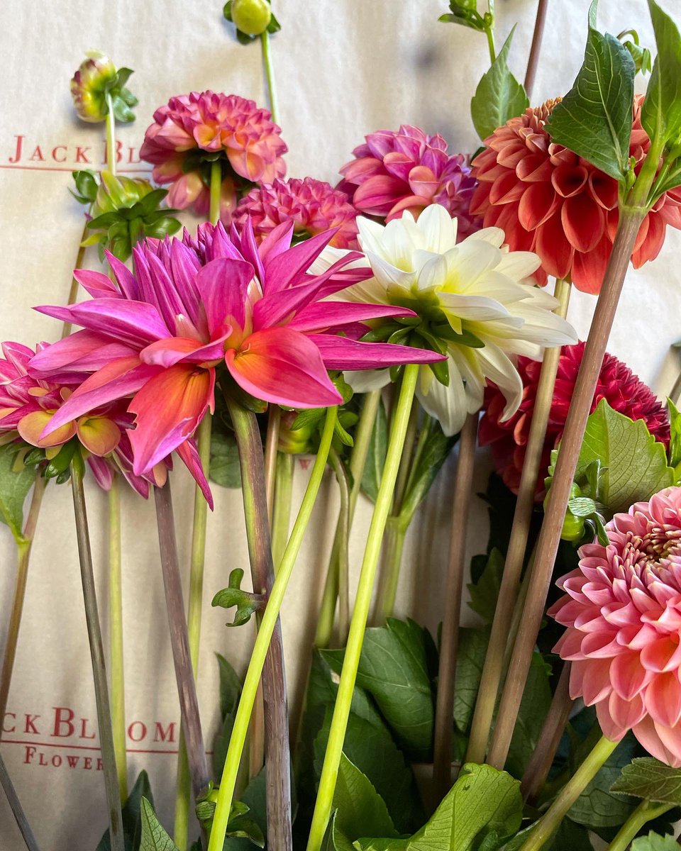 Jack Blooms tweet media