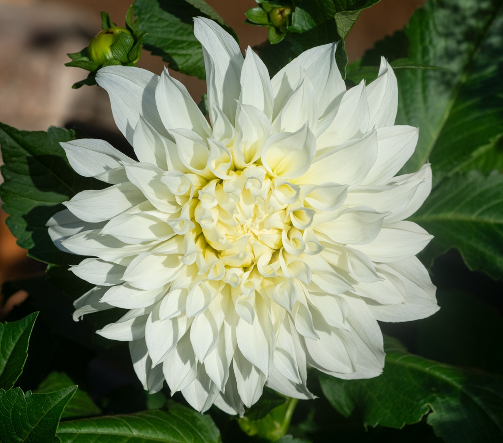 Dahlia Fleurel 
A new one to me this year. This one is 17cm diameter with more to come.