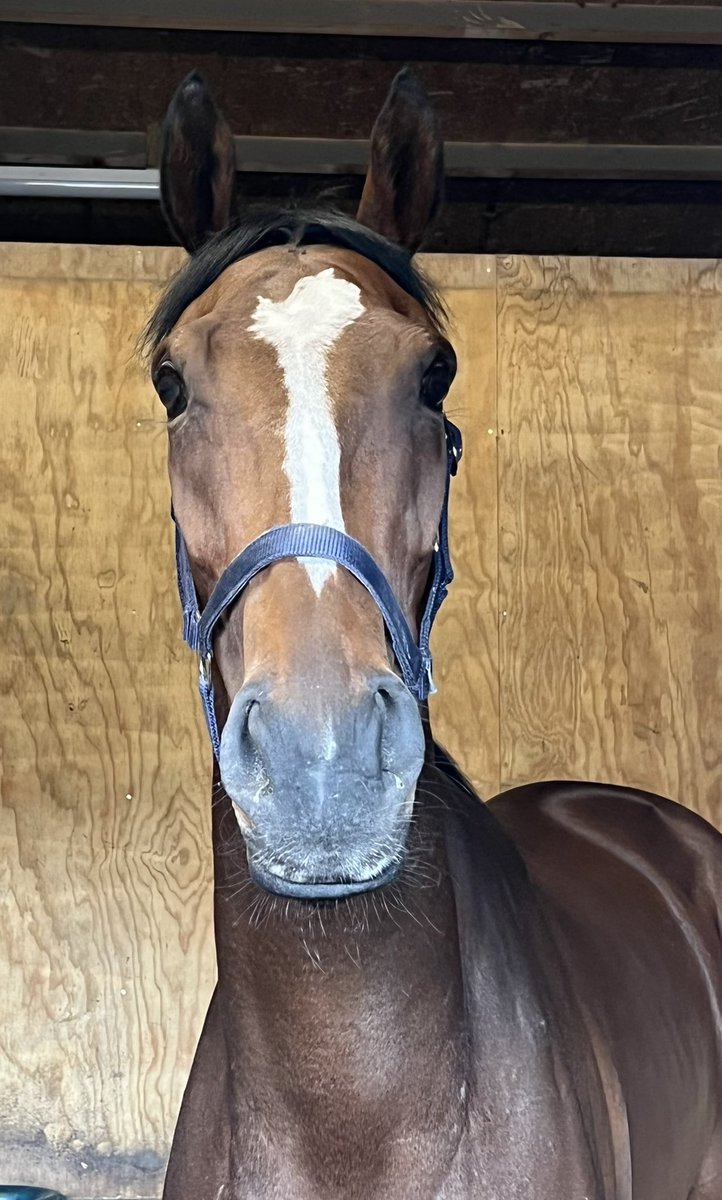 Very pleased to have been able to secure Lot 5 Kraken Filly for <a href="/JoePonting2/">Joe Ponting</a> at <a href="/GoffsUK/">Goffs UK</a> yesterday.Sweet filly who has run well without being able to get her head in front. 🤞🤞she’ll get a win on her cv in the coming weeks for Joe