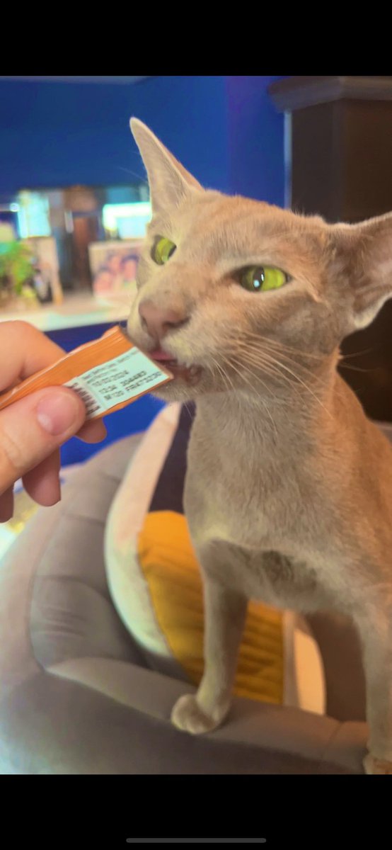 Emblyn3's tweet image. Furriends meaty sticks are old news, me needs these delicious chicken gogurts 😋. They the best fings in life. #CatsOfTwitter