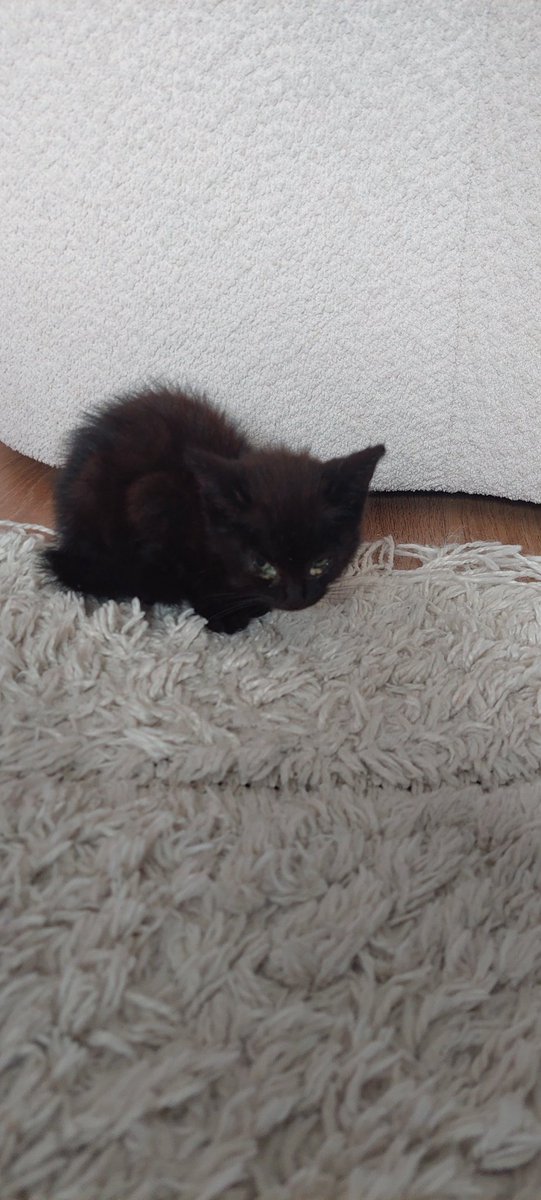 pieterr1's tweet photo. Kitten gevonden bij de Boshut in #Zoutelande. Iemand een idee van wie deze kan zijn? https://t.co/7fI1d1sH51