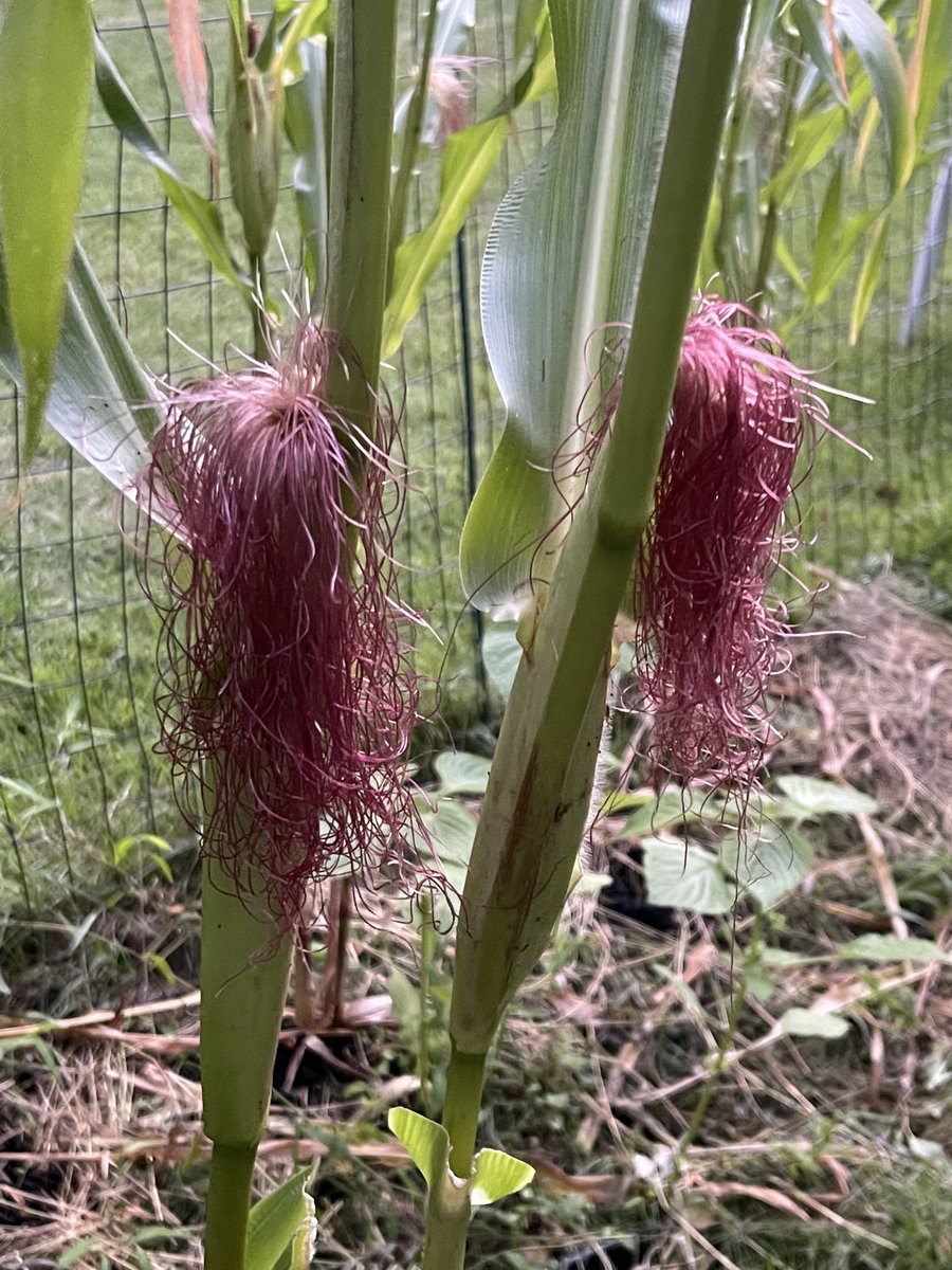 SkudsB's tweet photo. last years doo #cornsilk #strawberrypatch https://t.co/EaKAceQmpE