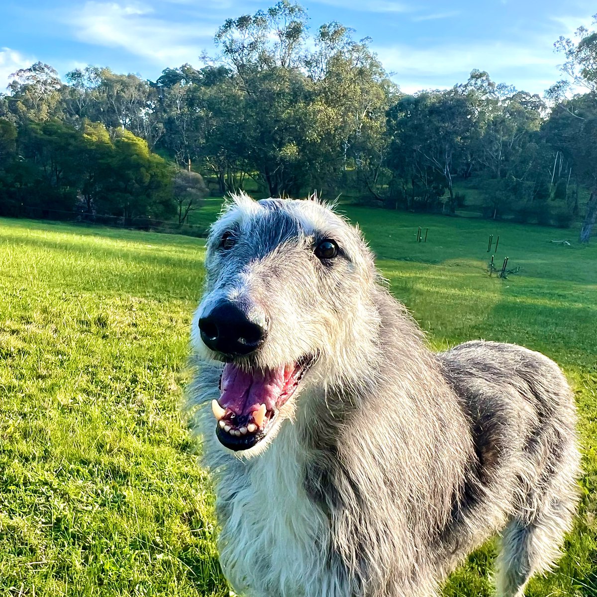 DoUBelieveInDog's tweet image. Rudy is 8 years old today! 🥳🥳🥳 Here is to you, Ru - our patient, resilient and joyful friend ❤️ #RaisingRudy #sciencedog