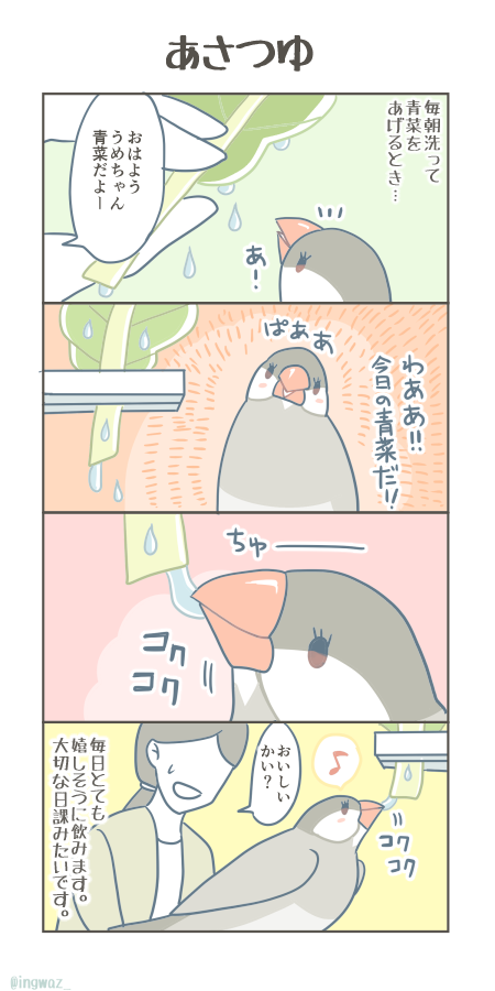 あさつゆ。

#Buncho #javasparrow #文鳥 