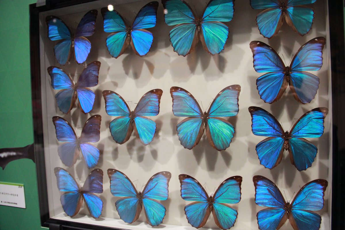 FLYING POSTMAN PRESS｜NEWS tweet media