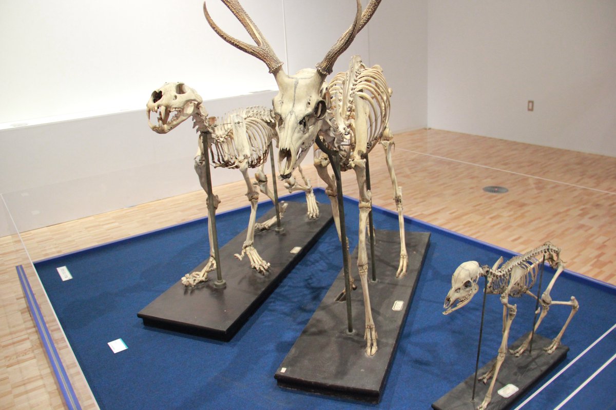 FLYING POSTMAN PRESS｜NEWS tweet media