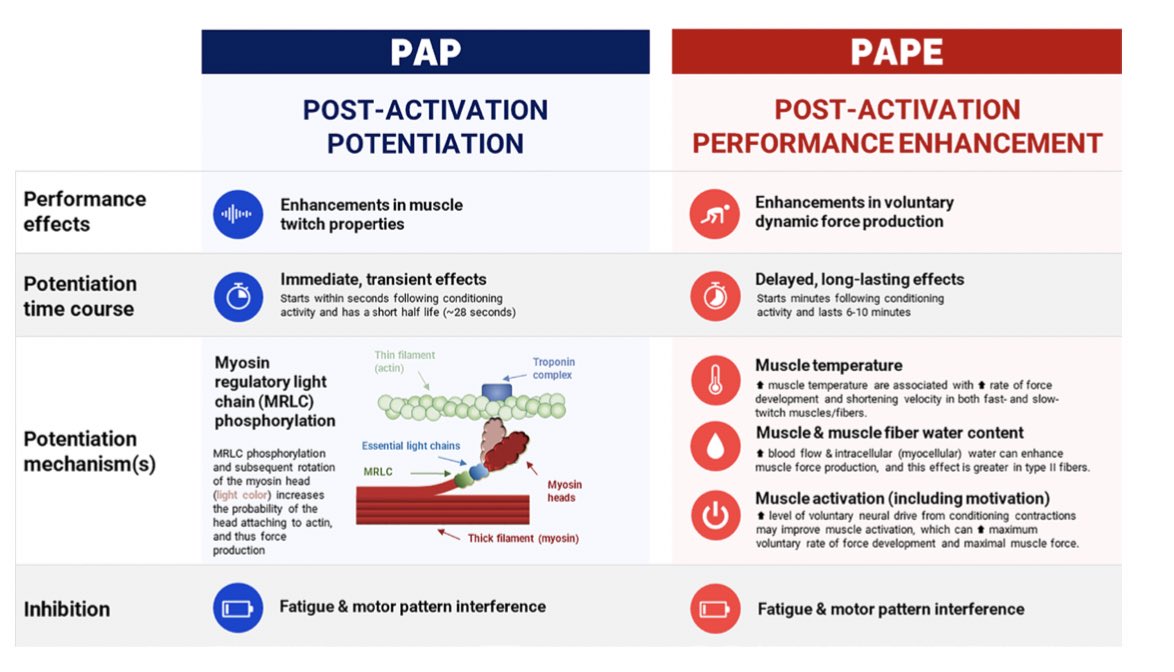 🏋🏼‍♀️+🤾🏻‍♀️ 🤔¿Sabías cuáles son los mecanismos fisiológicos que están detrás del entrenamiento complex? 😀En nuestro último trabajo en @SportsMedicineJ presentamos esta detallada descripción sobre las principales diferencias: #PAP #PAPE Más info 👉🏻 link.springer.com/article/10.100…