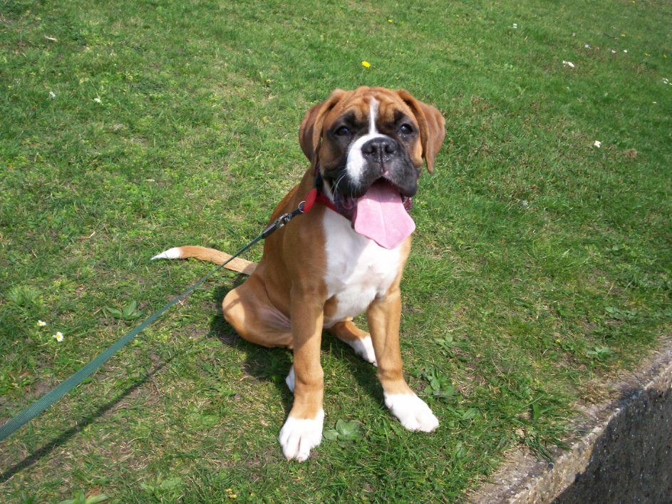 Me, Lily aged 5 months. Was sponsored and #Walked 1 mile for #SportRelief in 2012. #ThrowbackThursday #TongueOutTuesday #dogsoftwitter #itsadogthing #dogs #boxer