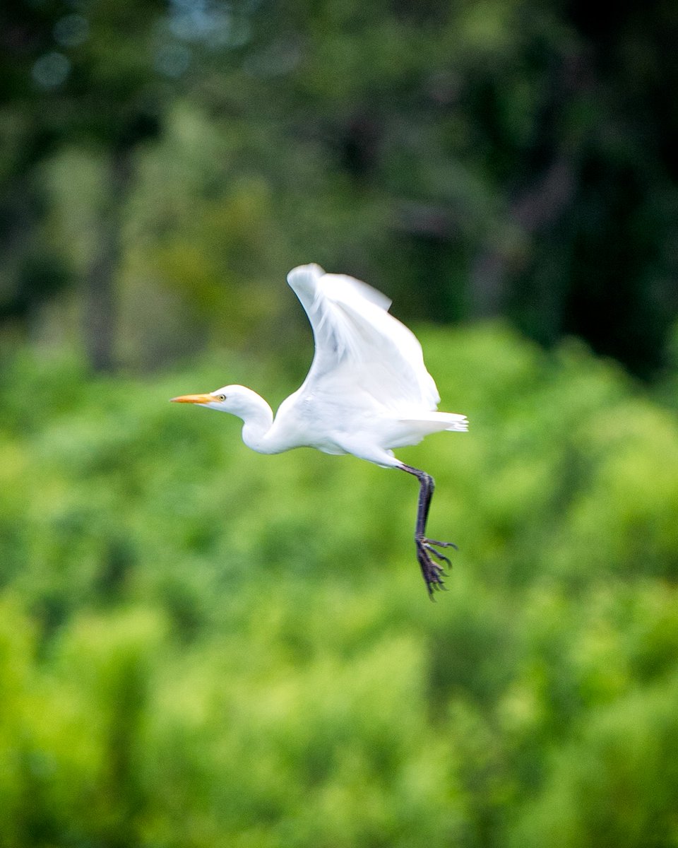 GF4Birds's tweet photo. It's hard getting these kind of shots, but I got a couple of crisp pictures of this flock of Cattle Egrets taking off to find a new place to hand out.

#birding #feathered #birdphotography #nature #floridabirds #florida #birds #bird #naturepics #sonya7iii #cattleegret #egrets https://t.co/dQcHKImN5d