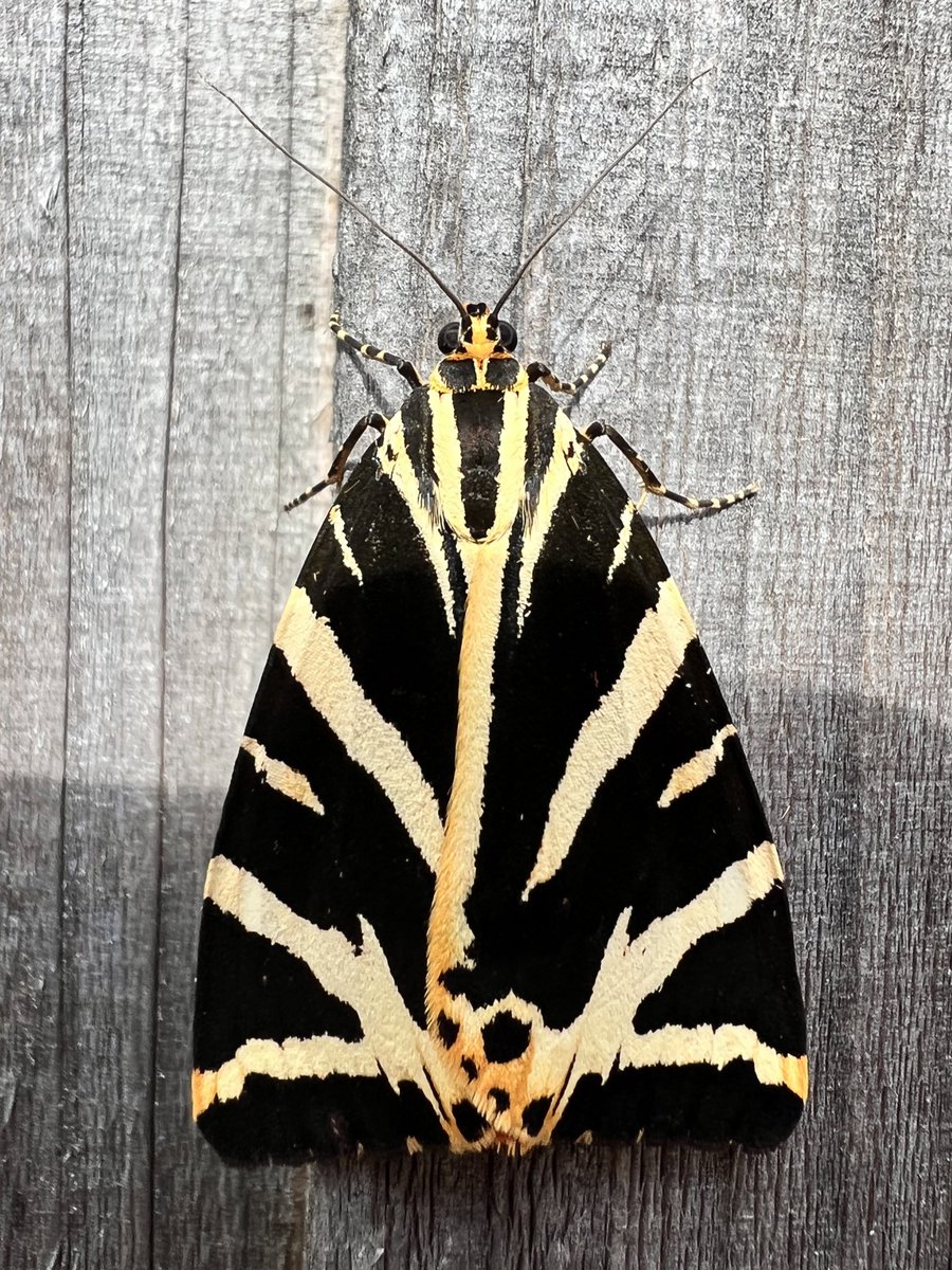 So excited to see this stunning #JerseyTigerMoth on our fence at home in Maidenhead. I have never seen one here before. 🙌🏼
.
.
.
#insects #insect #insectworld #insectlovers
#insectphotography #insectsmacro #insectsofinstagram #insects_macro #insectstagram #moths #mothsofinstagram