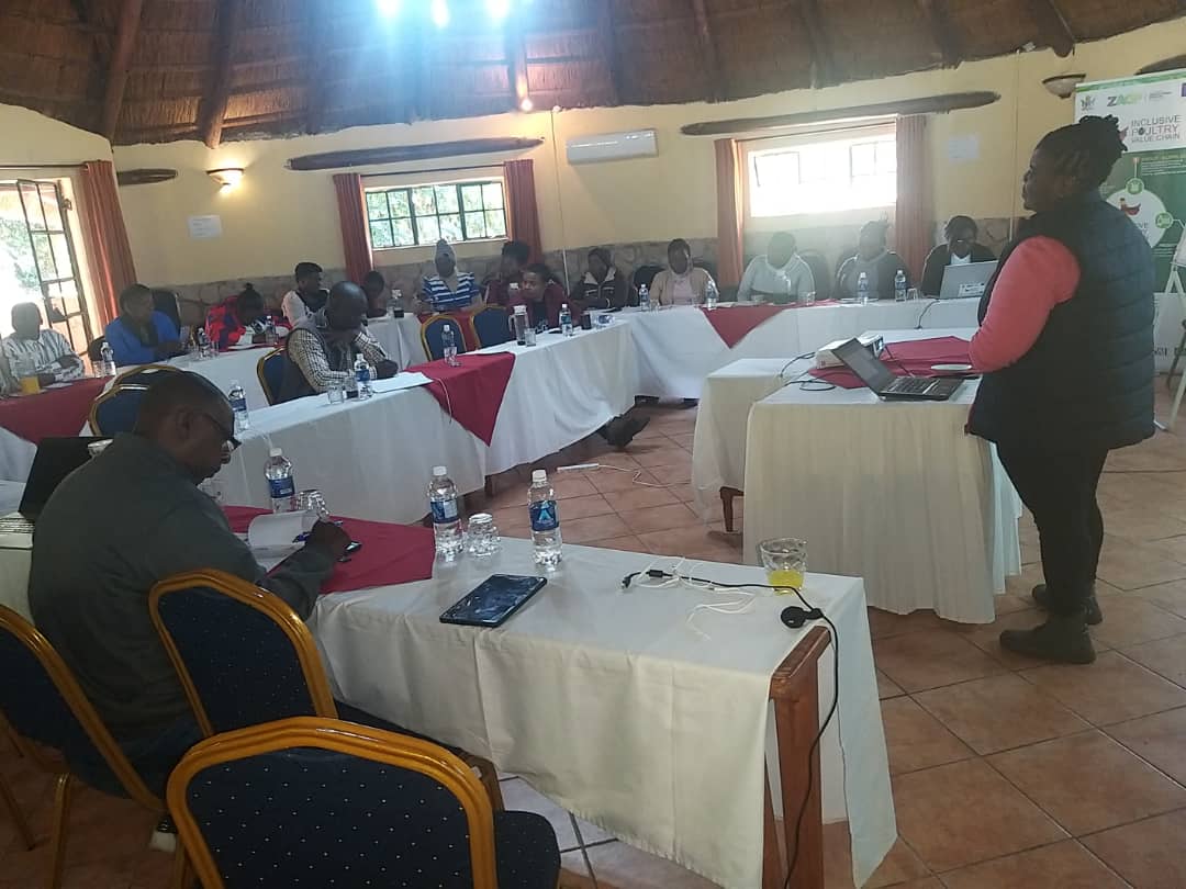 Inclusive Poultry Value Chain Zimbabwe tweet media