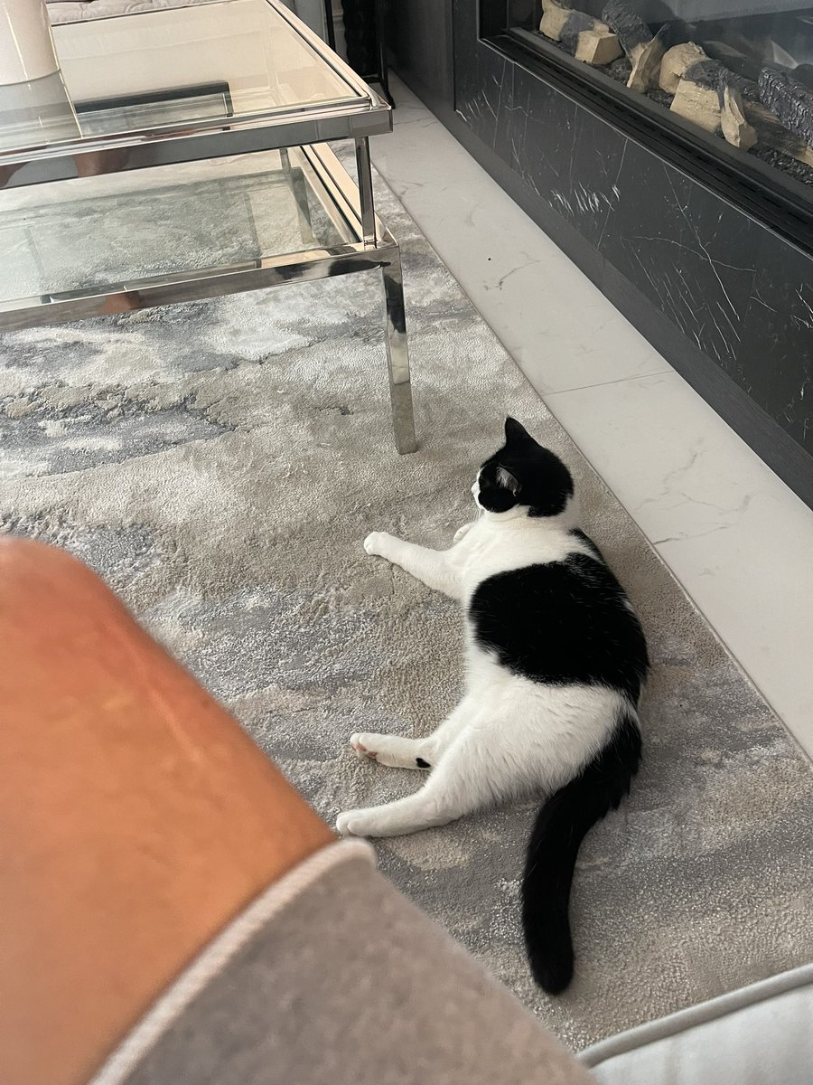 PaddyMcGuinness's tweet photo. Morning Cat fans. My boy/girl has impeccable toileting manners. The litter tray now seems redundant? My question is, shall I get rid of the tray altogether and does Cat litter go out of date? #catquestion https://t.co/Z1bTEzORcS