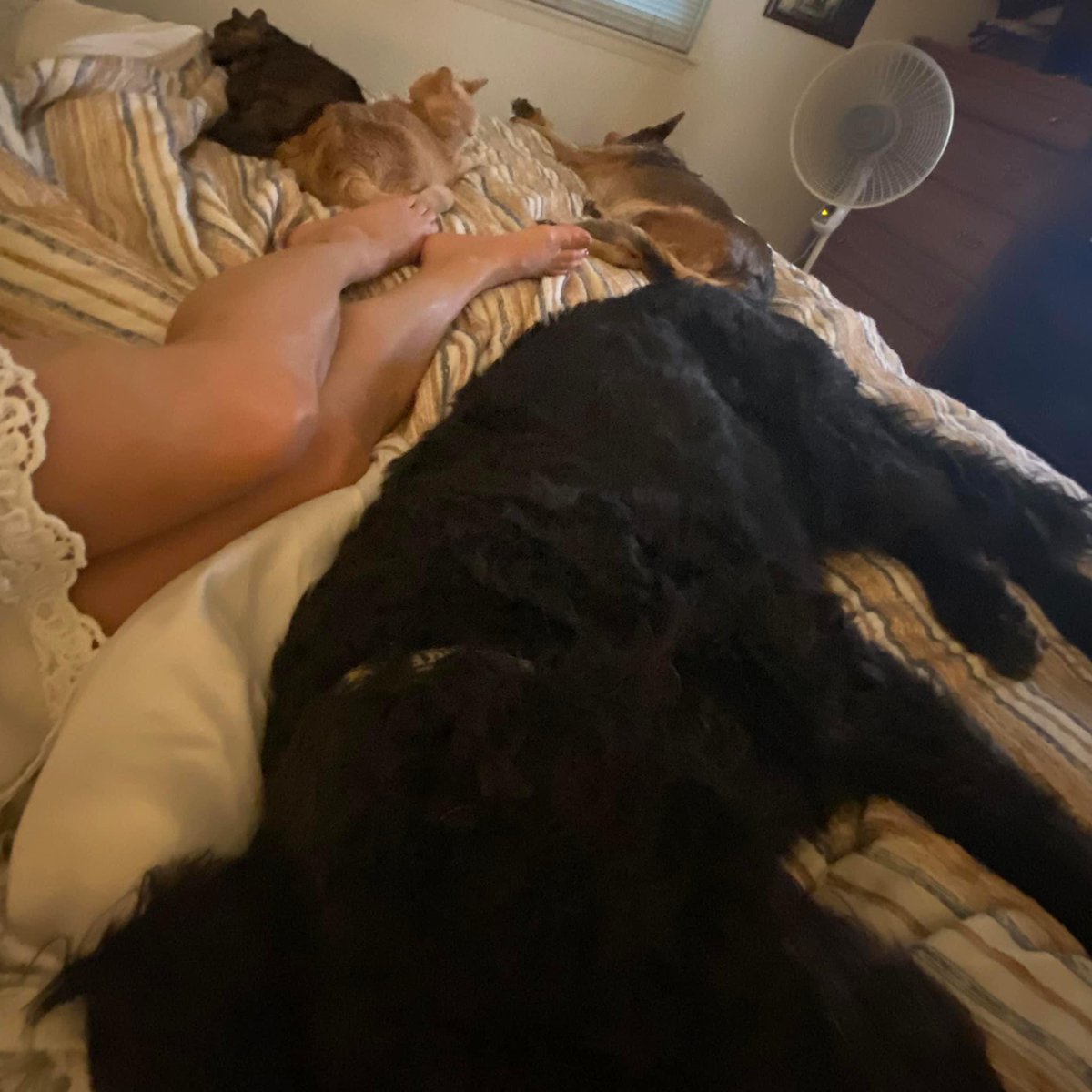 nanamary68's tweet photo. #DogsofTwittter #CatsOfTwitter #dogsandcats #bestfriends #ziggyboy #mybestfriendshavepaws
My bed may be full,but my heart is fuller ❤️ https://t.co/RBwO6Ak16a