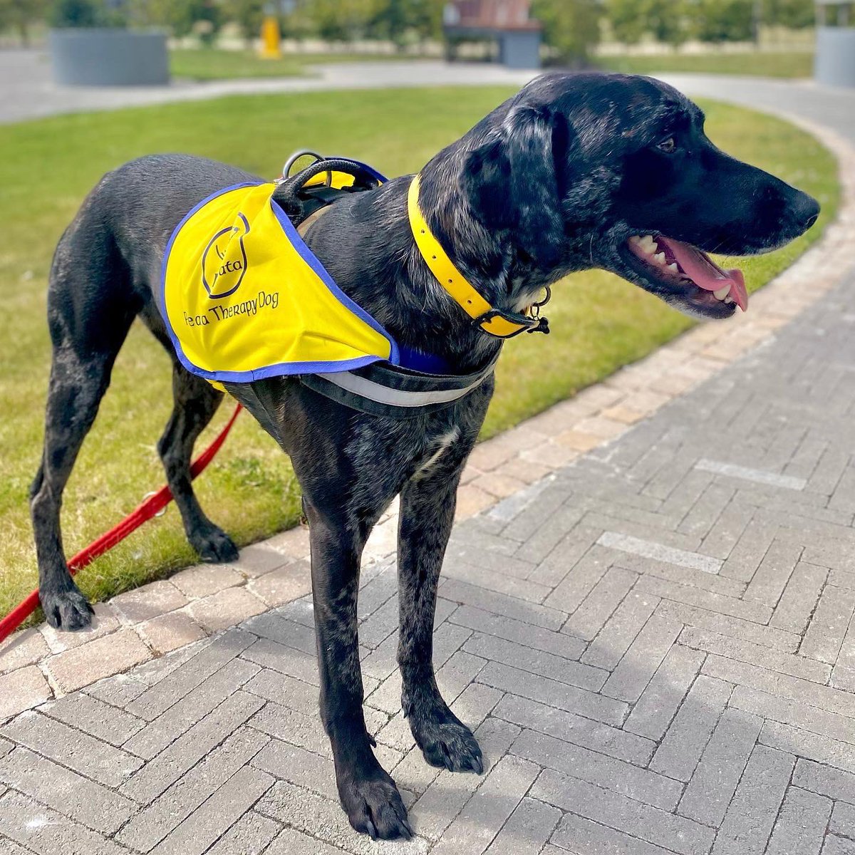 NRH_fdn's tweet photo. We’d a VIP visitor to the NRH.
Bruce started volunteering as a visiting pet therapy dog 🐾
He’s very excited about his new role and loved being petted 😌
#Peata #PetTherapy #NRH #Volunteering #DogsOfDublin #Rehab #Volunteer #CSR #GiveBack https://t.co/t7KsTUhJ8G